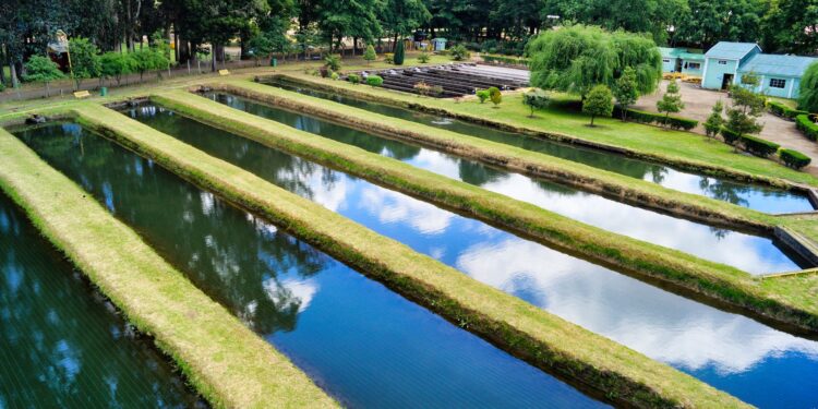 Peixes hortaliças criados espaço reutilizam