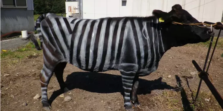 Pintar vacas faixas zebra realmente