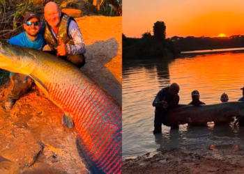Pescador brasileiro captura pirarucu de 2,45 metros, supera recorde por 12 centímetros, mas marca não será reconhecida