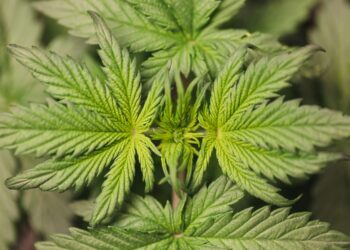 Planta invasora mata gado causa