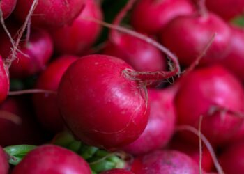 Produtor cultiva rabanete metros maior