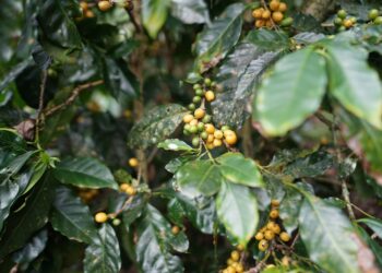 Produtor mineiro cultiva café ancestral