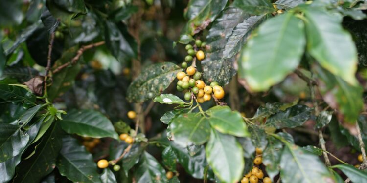 Produtor mineiro cultiva café ancestral