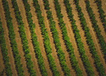 Produtor perde hectares lavoura aplicar