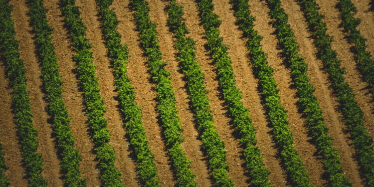 Produtor perde hectares lavoura aplicar