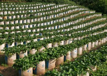 Produtor planta mil mudas colhe
