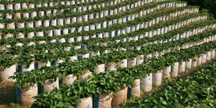 Produtor planta mil mudas colhe