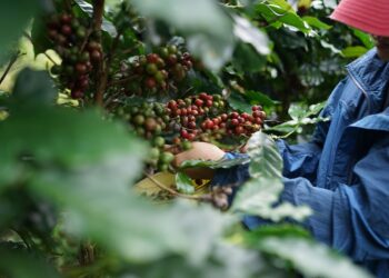 Produtores café estão desesperados notícia