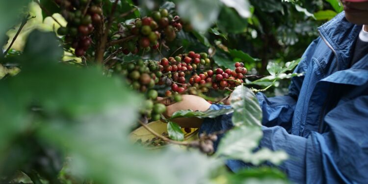 Produtores café estão desesperados notícia