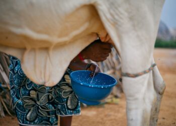 Produtores leite gado alimentos artesanais
