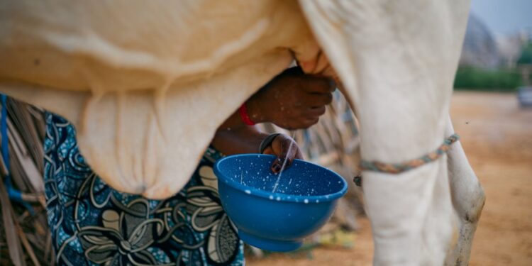 Produtores leite gado alimentos artesanais