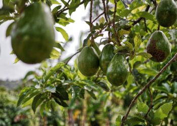 Produtores paraná substituíram plantações tradicionais