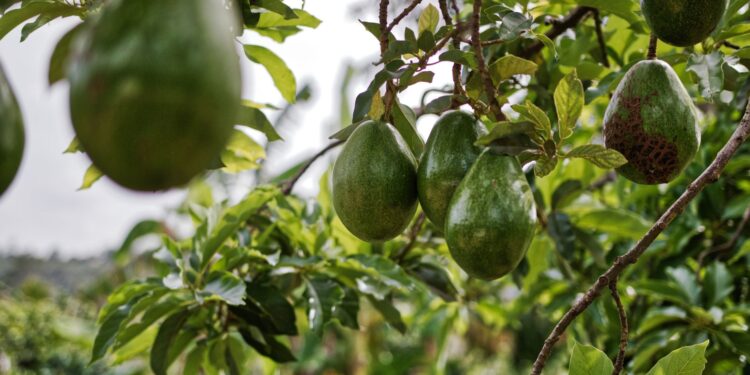 Produtores paraná substituíram plantações tradicionais