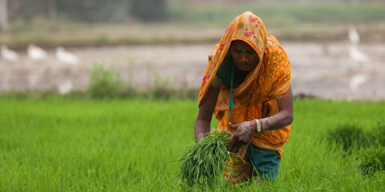 Professora trabalha agricultura horas vagas