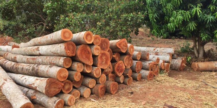 Plantar árvore problemas lei fizer