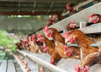 Quer criar galinhas casa precisa