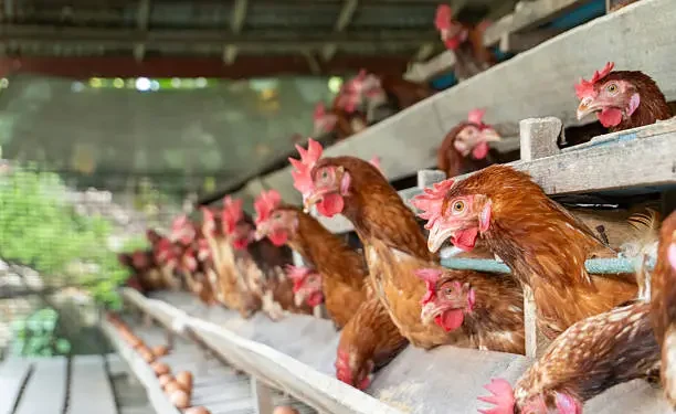 Quer criar galinhas casa precisa