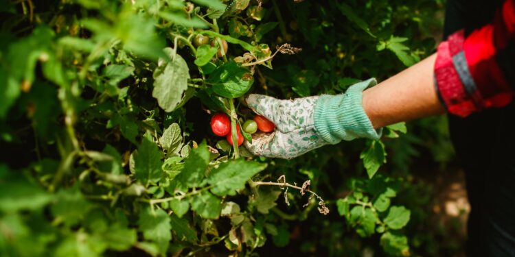 Quer colher tomate verdade segredos