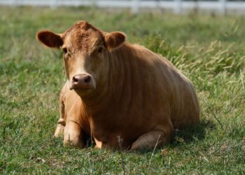 Raça bovina chegou brasil reúne