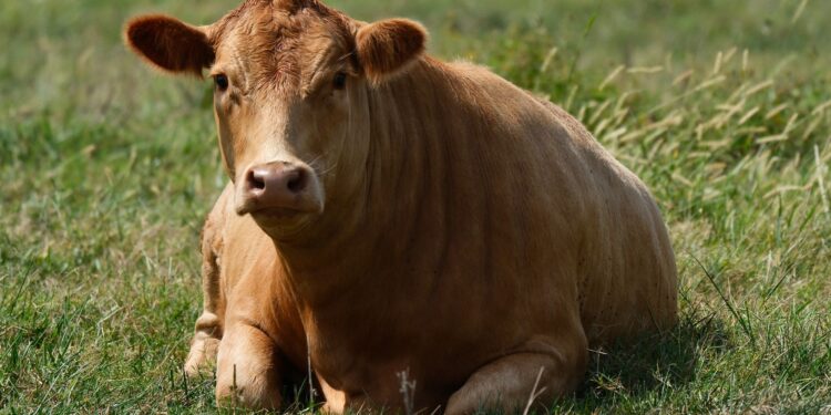 Raça bovina chegou brasil reúne