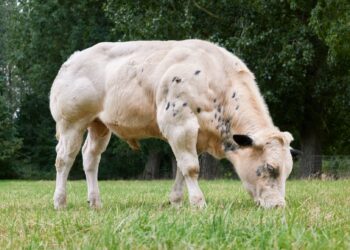 Rara brasil raça bovina extremamente