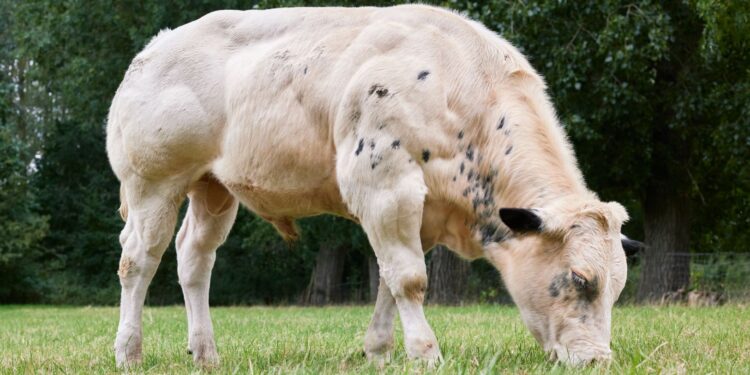 Rara brasil raça bovina extremamente