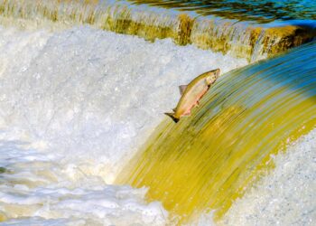 Salmão águas virgens entenda projeto