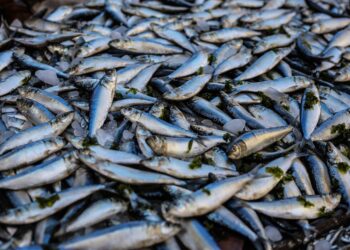 Sardinhas aparecem mortas entopem usina