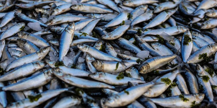 Sardinhas aparecem mortas entopem usina