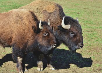 Soltaram bisontes floresta resultado surpreendeu