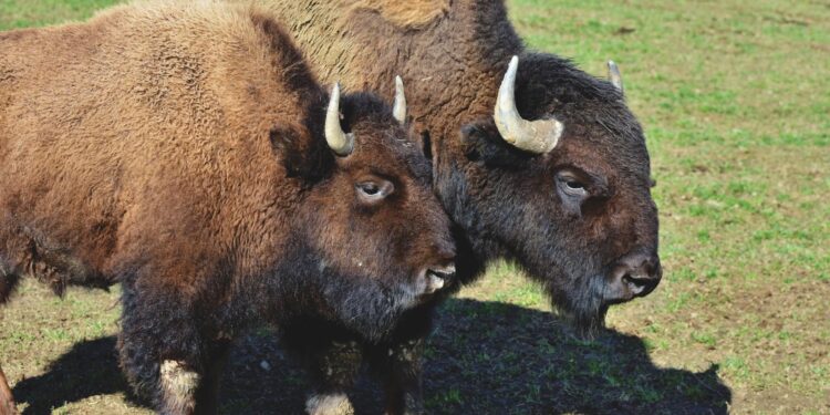 Soltaram bisontes floresta resultado surpreendeu