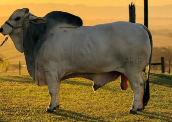 Touro brasileiro leva nome semideus