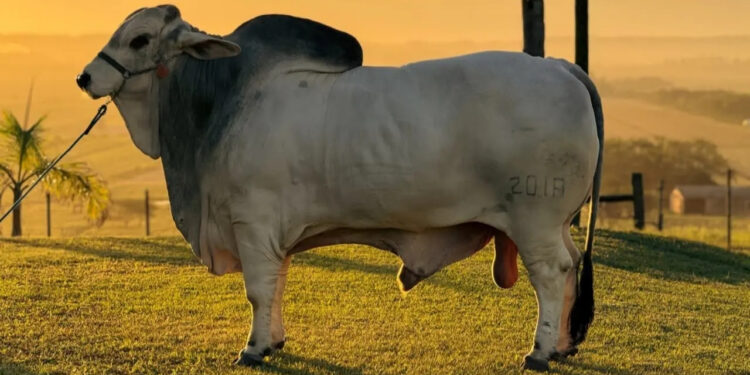 Touro brasileiro leva nome semideus