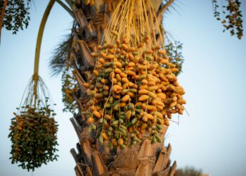 Trabalhador encontra tamareira floresce três