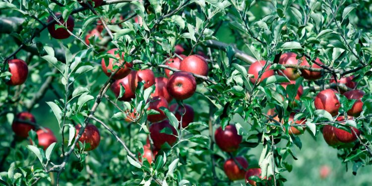 Três árvores esquecidas fazenda produziam