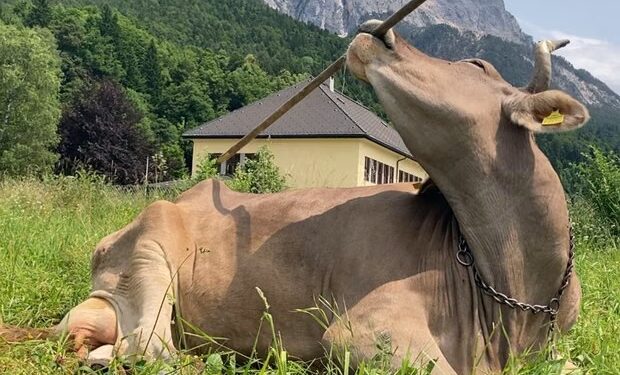 Vaca aprende sozinha usar vassoura