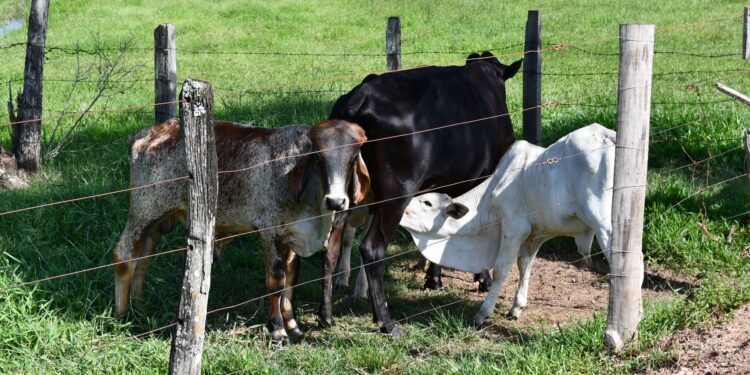 Vacas ajudam recuperar rio degradado