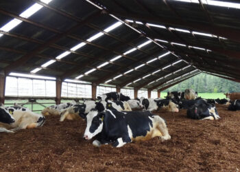 Vacas passam dormir camas fazenda