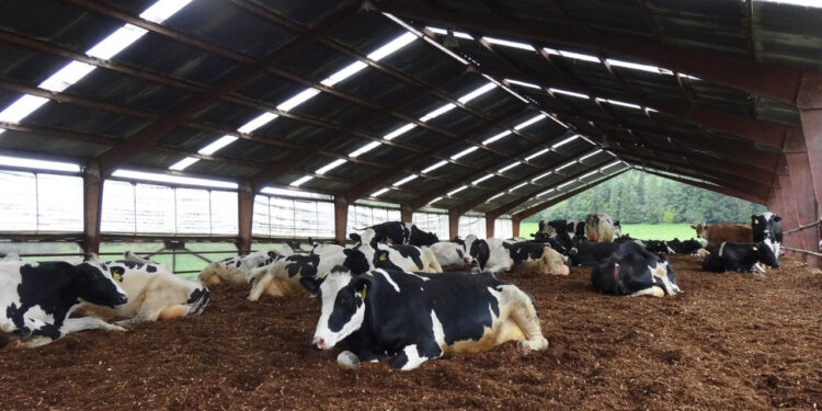 Vacas passam dormir camas fazenda