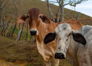 Fazenda tinha milhares vacas décadas