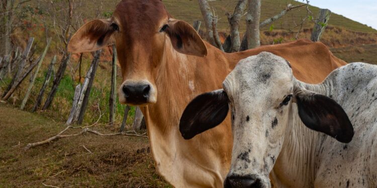 Fazenda tinha milhares vacas décadas