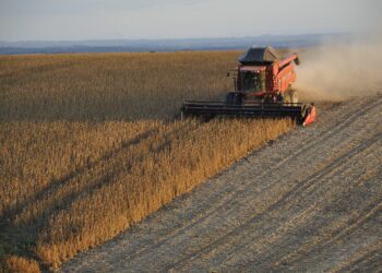 Afinal tamanho área soja plantada