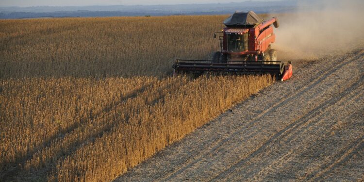 Afinal tamanho área soja plantada