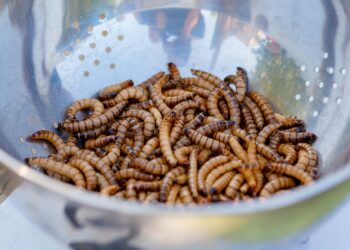 Agricultora supera nojo cria larvas