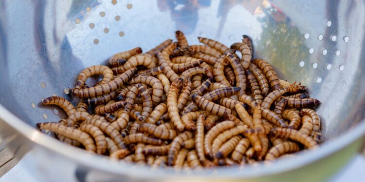 Agricultora supera nojo cria larvas