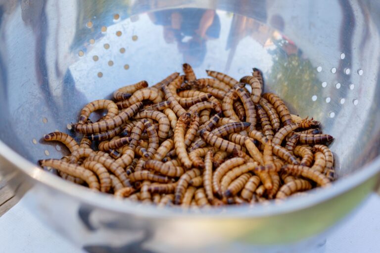 Agricultora supera nojo cria larvas
