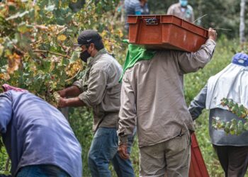 Agro brasileiro perde mil jovens