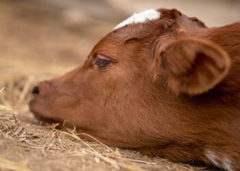 Alerta campo expointer doença silenciosa