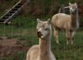 Alpacas viram guarda costas ovelhas