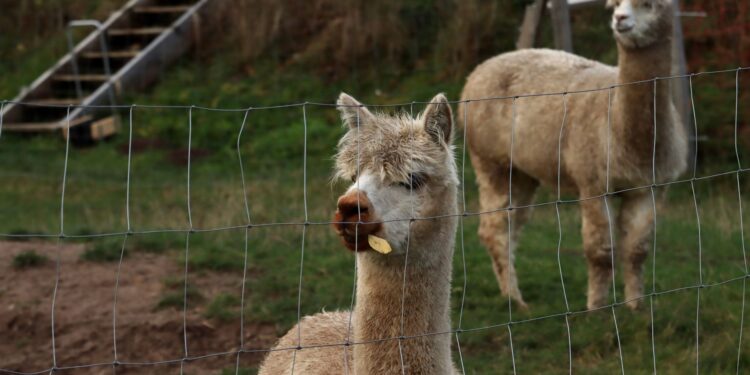 Alpacas viram guarda costas ovelhas